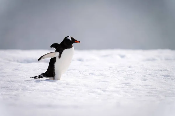 Gentoo Pingüino Waddles Través Nieve Extendiendo Aletas —  Fotos de Stock