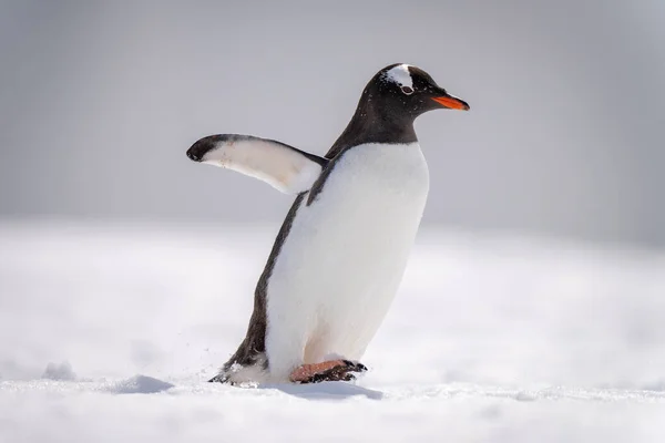 Gentoo Pinguino Ondeggia Attraverso Piede Sollevamento Della Neve — Foto Stock