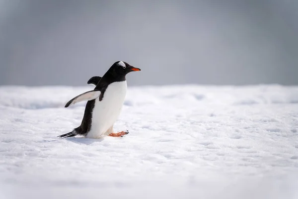 Gentoo Pingüino Menea Través Nieve Bajo Sol —  Fotos de Stock