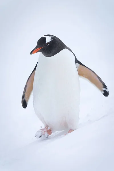 Gentoo Πιγκουίνος Waddles Κάτω Λόφο Στο Χιόνι — Φωτογραφία Αρχείου