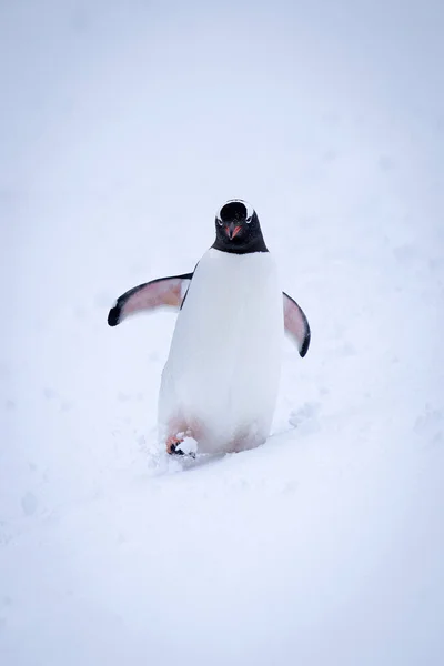 Gentoo Pingüino Waddles Través Nieve Levantando Aletas —  Fotos de Stock