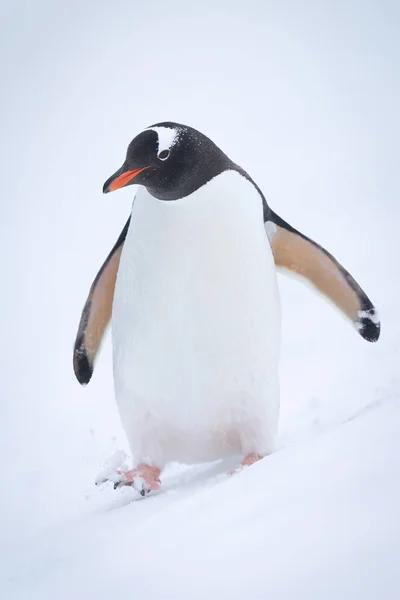 Πιγκουίνος Gentoo Πόδια Κάτω Κλίση Στο Χιόνι — Φωτογραφία Αρχείου