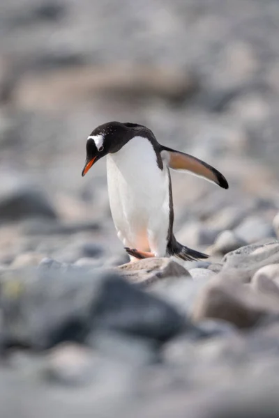 Gentoo Pinguino Cammina Attraverso Herpes Zoster Guardando Giù — Foto Stock