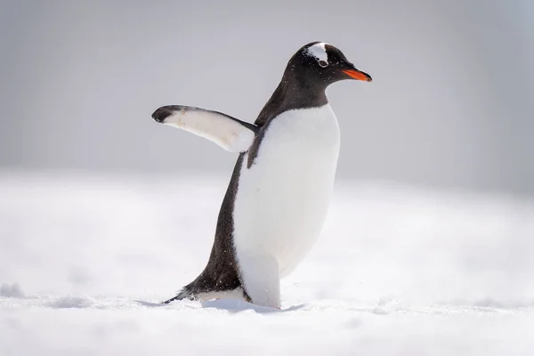 Pinguim Gentoo Caminha Através Neve Sol — Fotografia de Stock