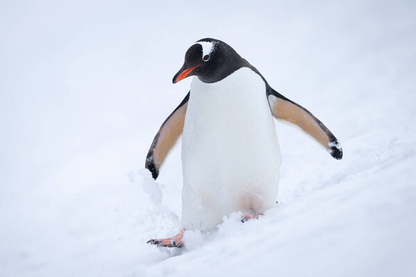 Gentoo penguin walks down hill in snow