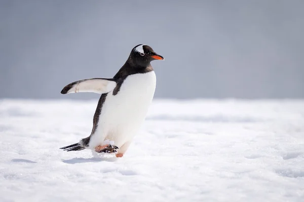 Gentoo Tučňák Kráčí Sněhem Prodlužuje Ploutve — Stock fotografie