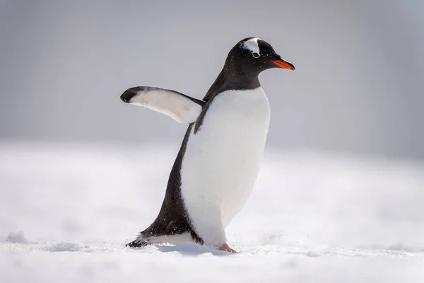 Gentoo Pingüino Camina Través Nieve Luz Del Sol —  Fotos de Stock