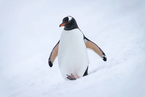 Gentoo Pingüino Camina Por Ladera Nieve —  Fotos de Stock