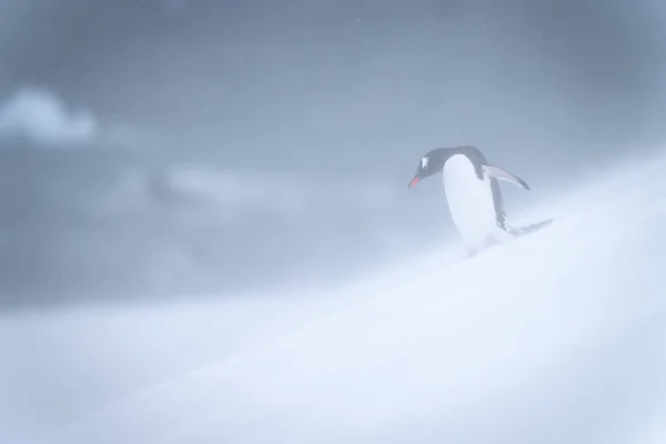 Gentoo Pingvin Sétál Lefelé Lejtőn Hóviharban — Stock Fotó