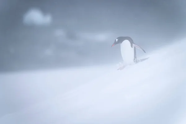 Gentoo Pinguino Cammina Lungo Pendio Attraverso Neve — Foto Stock