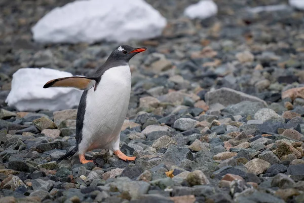 Gentoo Penguin Walks Rocks Sunshine — Stock Photo, Image