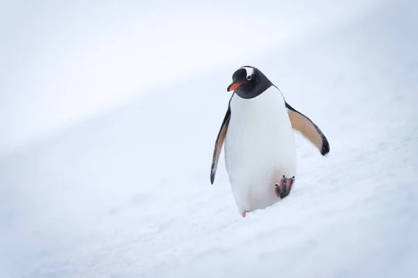 Gentoo Pingvin Kamera Felé Sétál Lejtőn — Stock Fotó