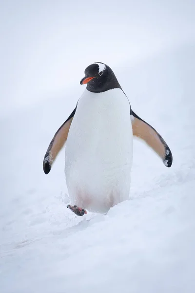 Gentoo Pingvin Går Genom Snön Lyft Fot — Stockfoto