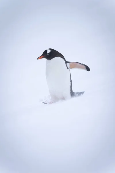 Gentoo Pinguino Cammina Attraverso Neve Flipper Sollevamento — Foto Stock