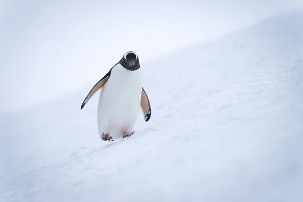 Gentoo Pinguino Oscilla Giù Pendio Piede Sollevamento — Foto Stock