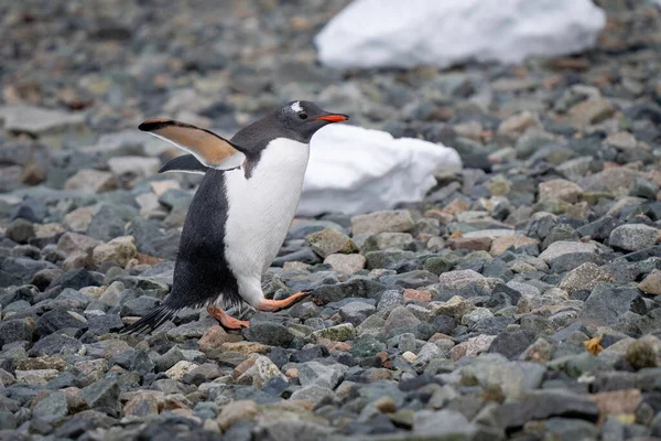 太陽の光の下でペンギンが揺れる — ストック写真