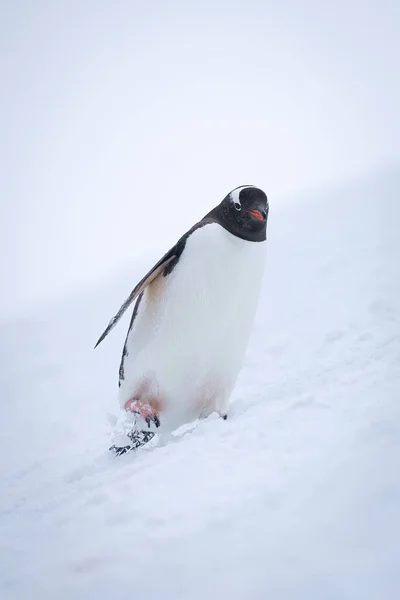 Gentoo Pingüino Tambalea Por Pendiente Través Nieve —  Fotos de Stock