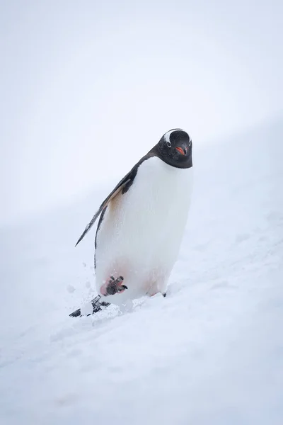 Gentoo Pingvin Ingadozik Lefelé Lejtőn Hóban — Stock Fotó