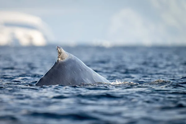 혹등고래는 바다에 — 스톡 사진