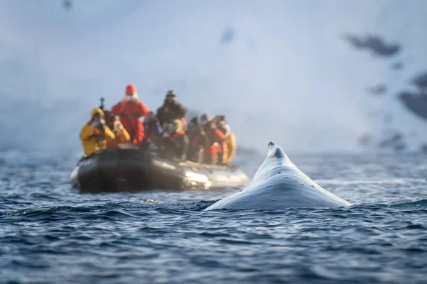 座头鲸的表面在摄影记者旁边 可充气 — 图库照片