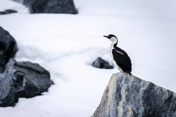 Imperial shag perches on rock in snow