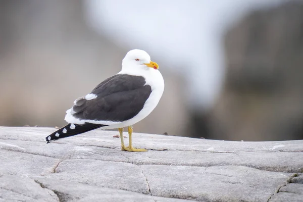 Kelp Gull Perches Rock Watching Camera — Stock Photo, Image