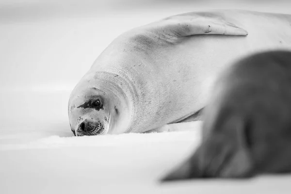 눈으로 얼음을 내려다보고 몸통을 가지고 있지만 절반은 바다표범에 가려져 샬럿만에 — 스톡 사진