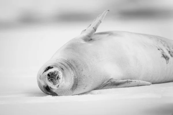 クレーターシールは氷の上に横になっていて カメラを見るために頭を少し上げて そのフリッパーの1つをぼんやりと振っています 首に血を切った灰褐色のコートがある シャーロット湾のポータルポイントでソニーA1で撮影 — ストック写真