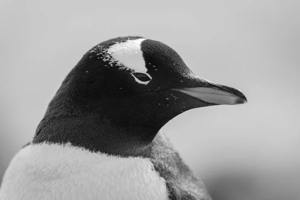Pingouin Doux Tient Debout Soleil Tournant Tête Côté Une Poitrine — Photo