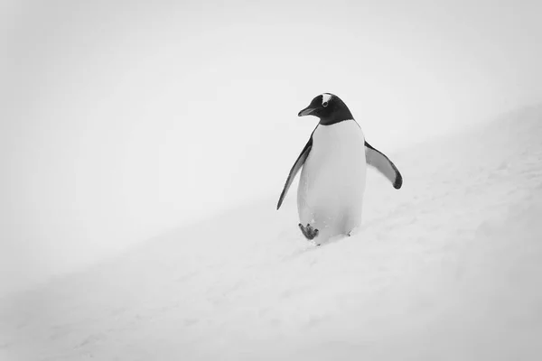 Pinguim Gentoo Percorre Uma Encosta Nevada Segurando Nadadeiras Para Equilibrar — Fotografia de Stock