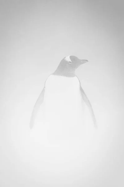 カメラの向こうにはペンギンの頭が右に向かって立っている 白い胸 黒と白の頭と赤いくちばしを持っていますが 激しい吹雪によってほとんど隠されています Dの南極半島沖のダンコ島でソニーA1で撮影 — ストック写真