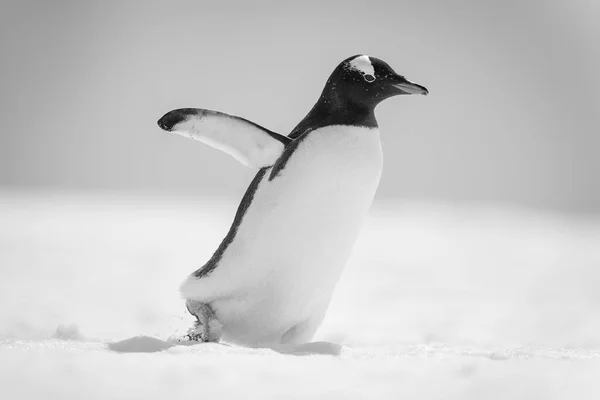 穏やかなペンギンは雪の広大な中を歩き フリッパーを持ち上げ 背を持ち上げています 白い胸 黒と白の頭と赤いくちばしを持っています 12月に南極半島沖のカバービル島でソニーA1で撮影 — ストック写真