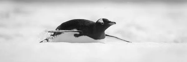 A gentoo penguin is sliding down an icy slope on its belly, throwing up chunks of snow with its flippers. It has a white chest, black and white head and red beak. Shot with a Sony a1 on Cuverville Island off the Antarctic Peninsula in December 2021