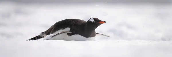 Panorama Pinguim Gentoo Deslizando Sobre Neve — Fotografia de Stock