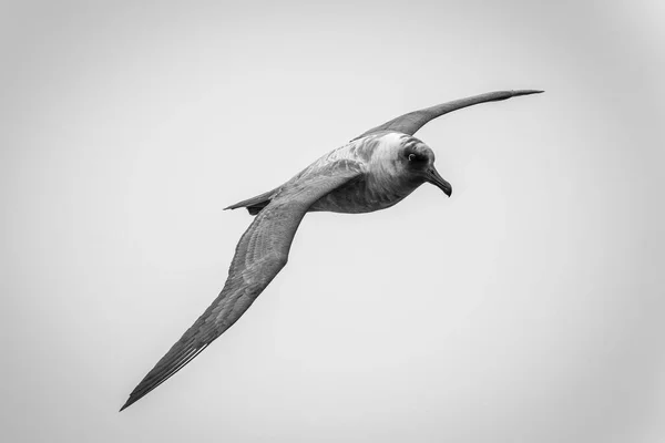 남쪽에 딱따구리는 날개를 대각선으로 깃털을 가지고 하늘을 있습니다 2021 남해에서 — 스톡 사진