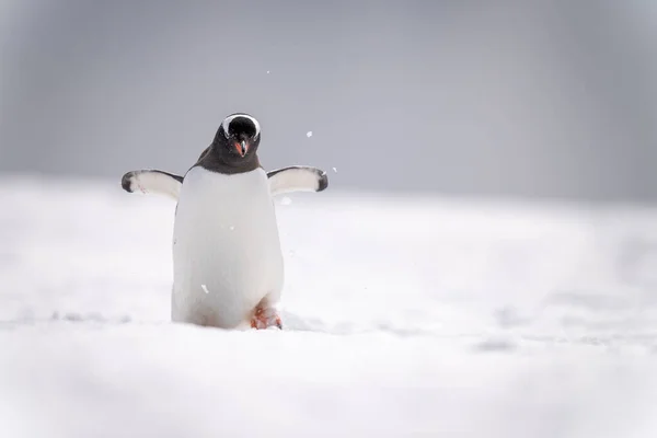 Пингвин Gentoo Ходит Снегу Растягивая Ласты — стоковое фото