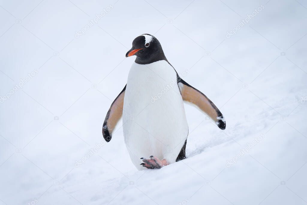 Gentoo penguin walks down hillside in snow