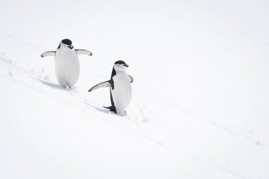 İki çene kayışı pengueni karlı tepede yürüyor