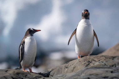 İki gentoo pengueni güneşli kayanın üzerinde duruyor.
