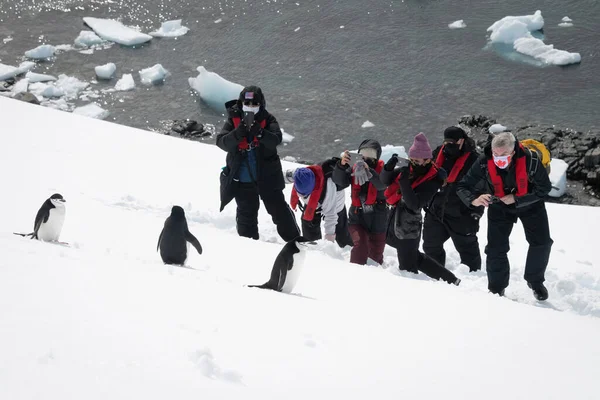 摄影师在雪地里拍摄三只金丝带企鹅 — 图库照片