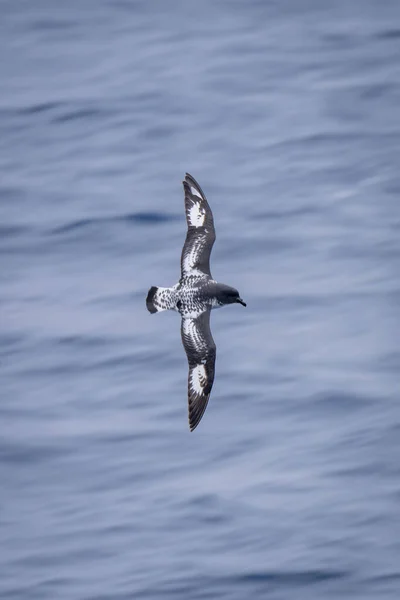 Långsam Pan Cape Petrel Över Havet — Stockfoto