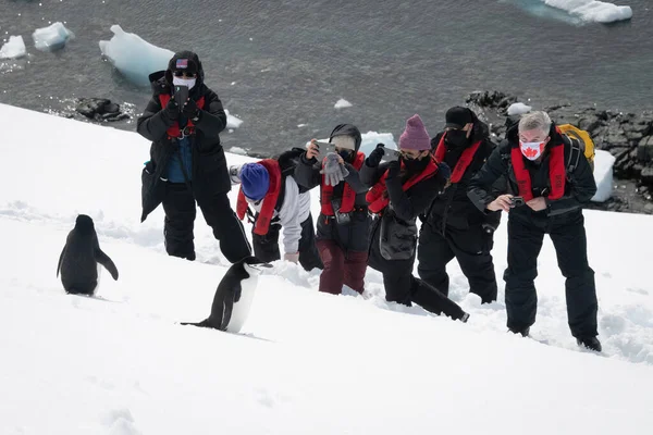 摄影师在雪地里拍摄两只金丝带企鹅 — 图库照片