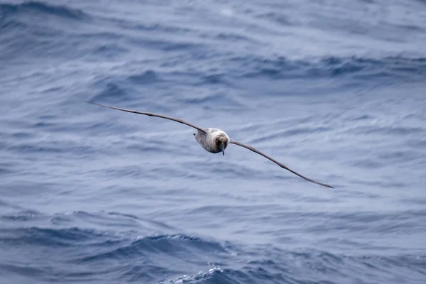 Sydjätte Petrel Glider Över Blå Hav — Stockfoto