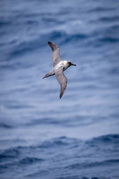 Jižní Obr Petrel Klouže Modrém Moři — Stock fotografie