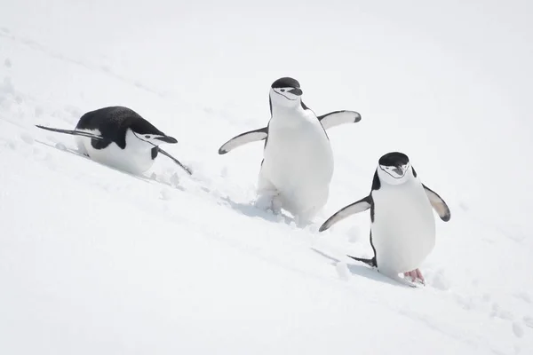 Tres Pingüinos Chinstrap Deslizarse Por Ladera Nevada —  Fotos de Stock