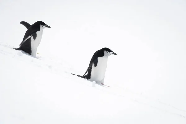 Két Chinstrap Pingvin Sétál Havas Domboldalon — Stock Fotó