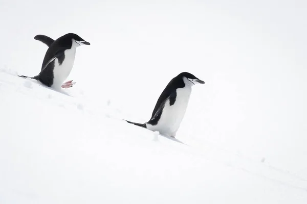 Twee Kinbandpinguïns Die Besneeuwde Heuvels Lopen — Stockfoto