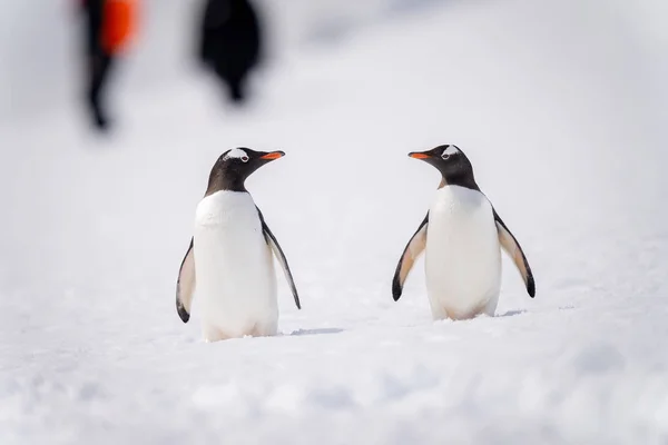 Dos Pingüinos Gentoo Nieve Por Gente —  Fotos de Stock