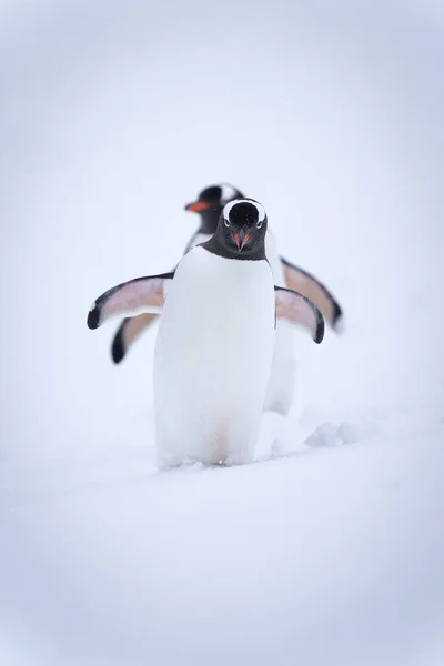 Dos Pingüinos Gentiles Descienden Juntos Por Ladera Nevada —  Fotos de Stock