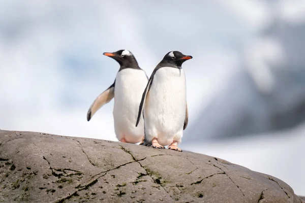Dos Pingüinos Gentiles Paran Roca Bajo Sol —  Fotos de Stock